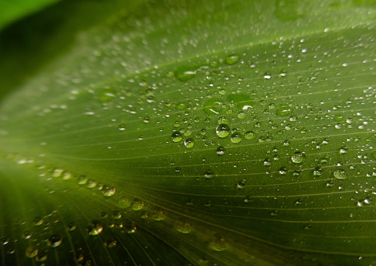 dew leaf morning free photo