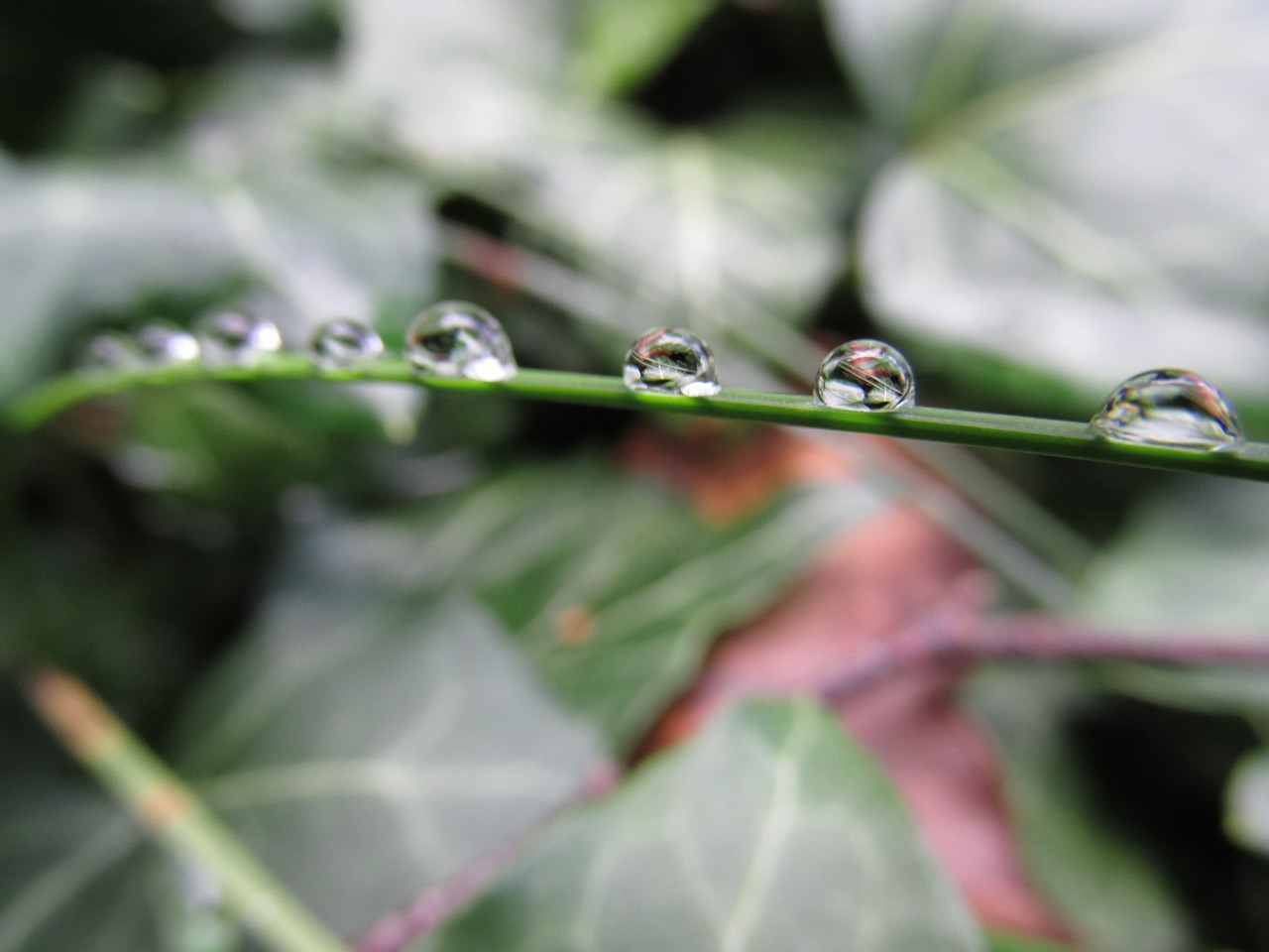 dew drop summer free photo