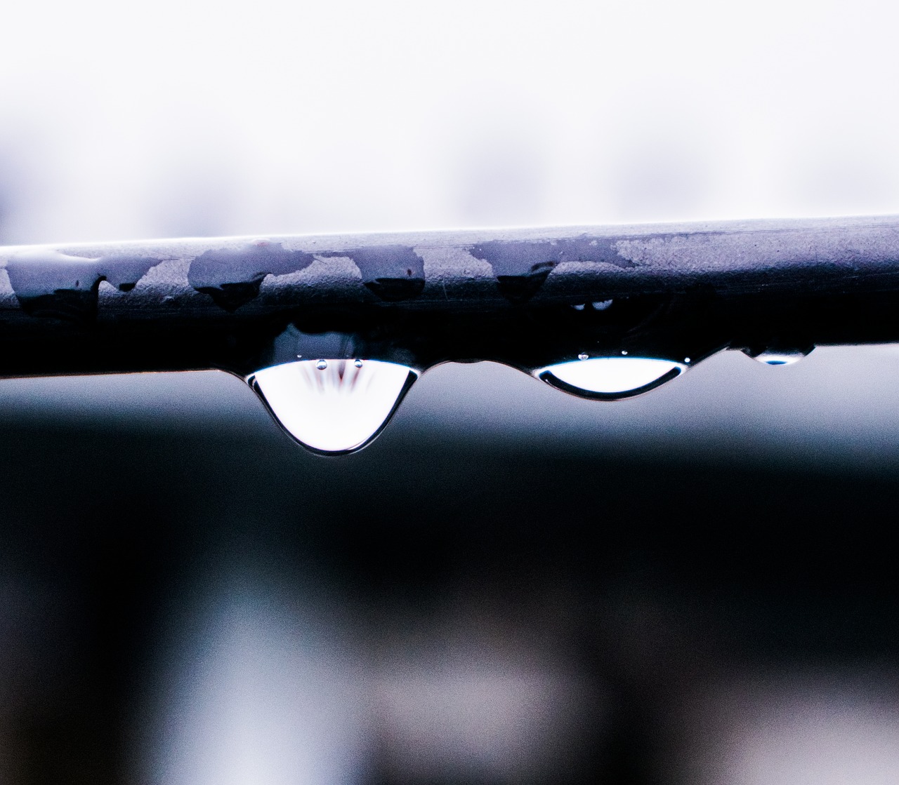dew drops water free photo
