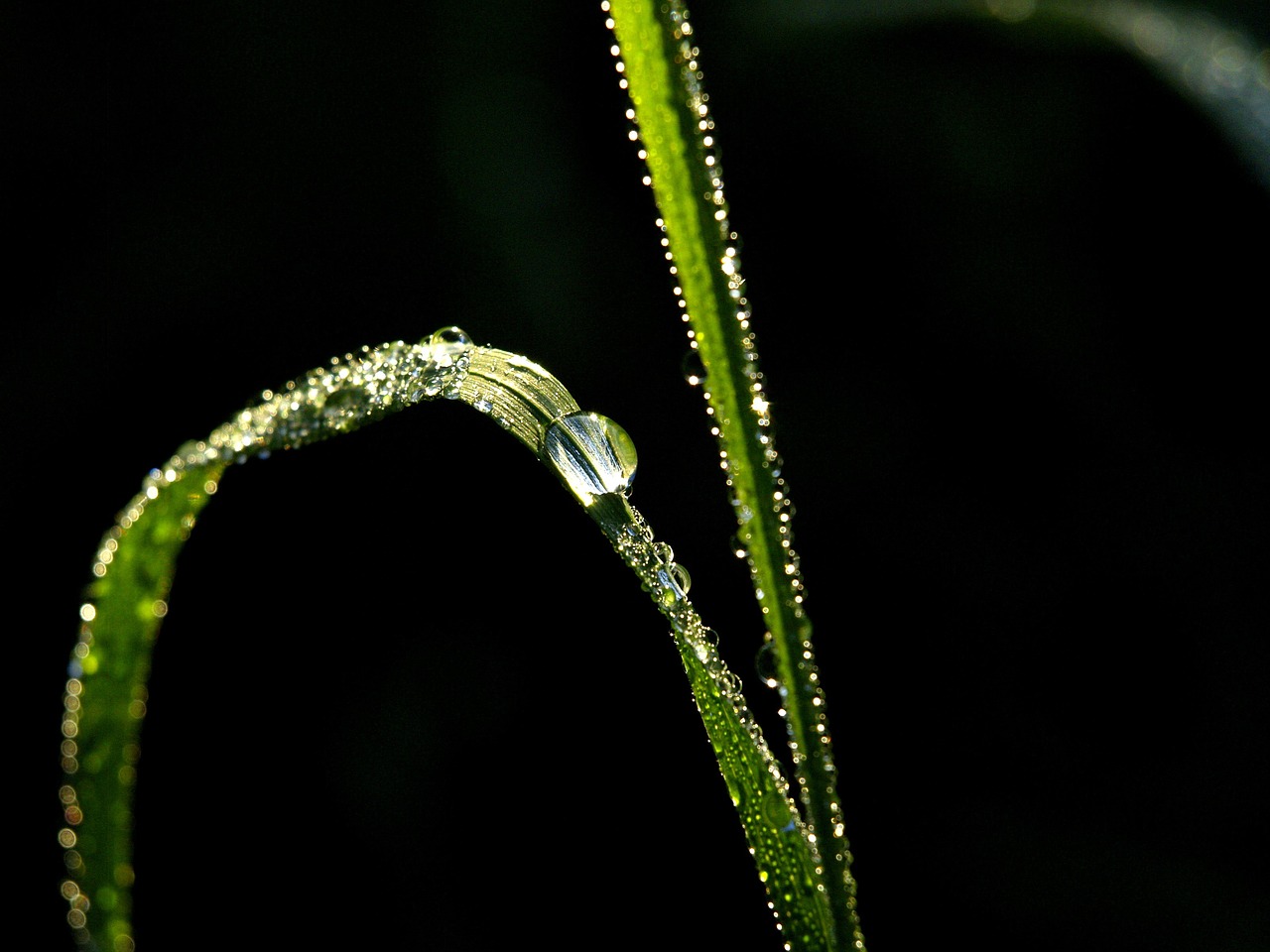 dew dewdrop morgentau free photo