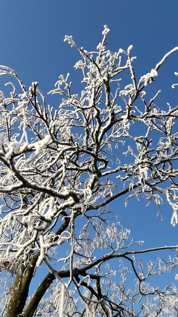 dew frost tree free photo