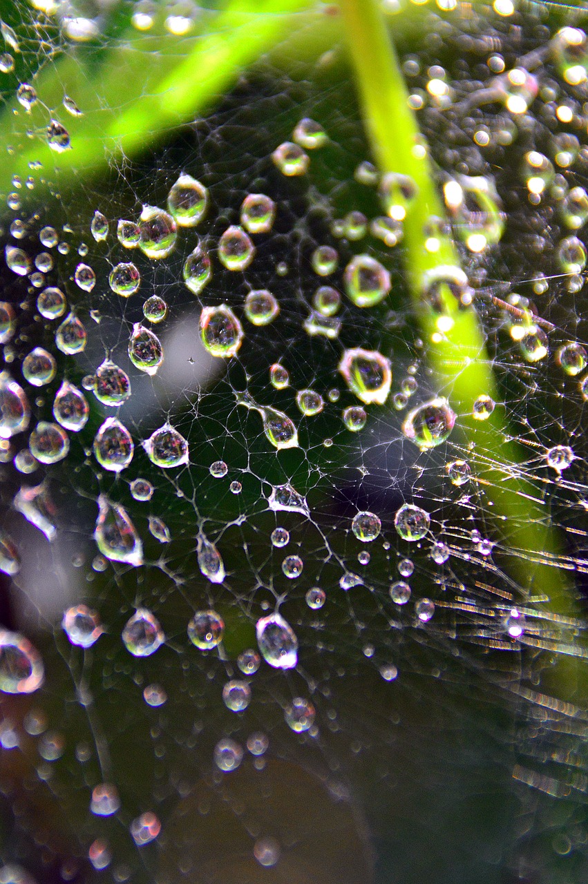dew just add water water droplets free photo