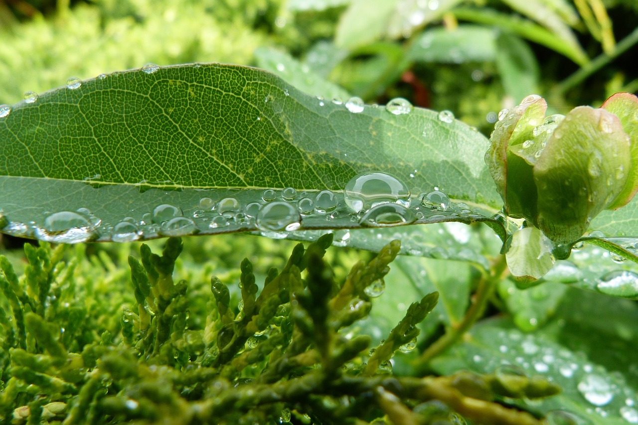 dew leaf macro free photo