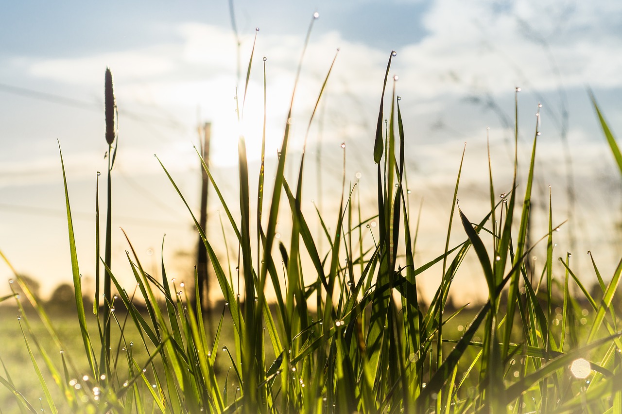 dew dewdrop grasses free photo