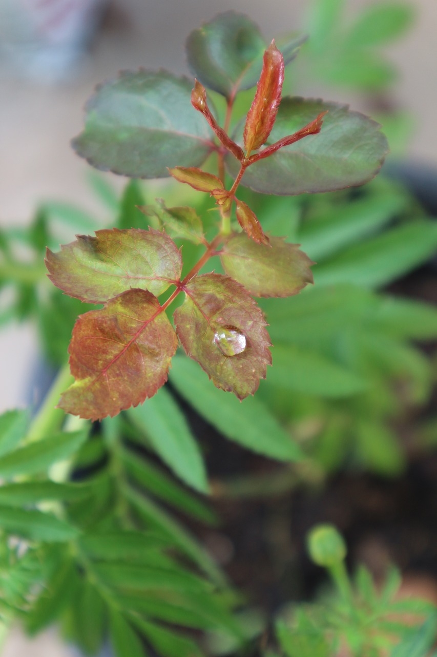 dew rain nature free photo