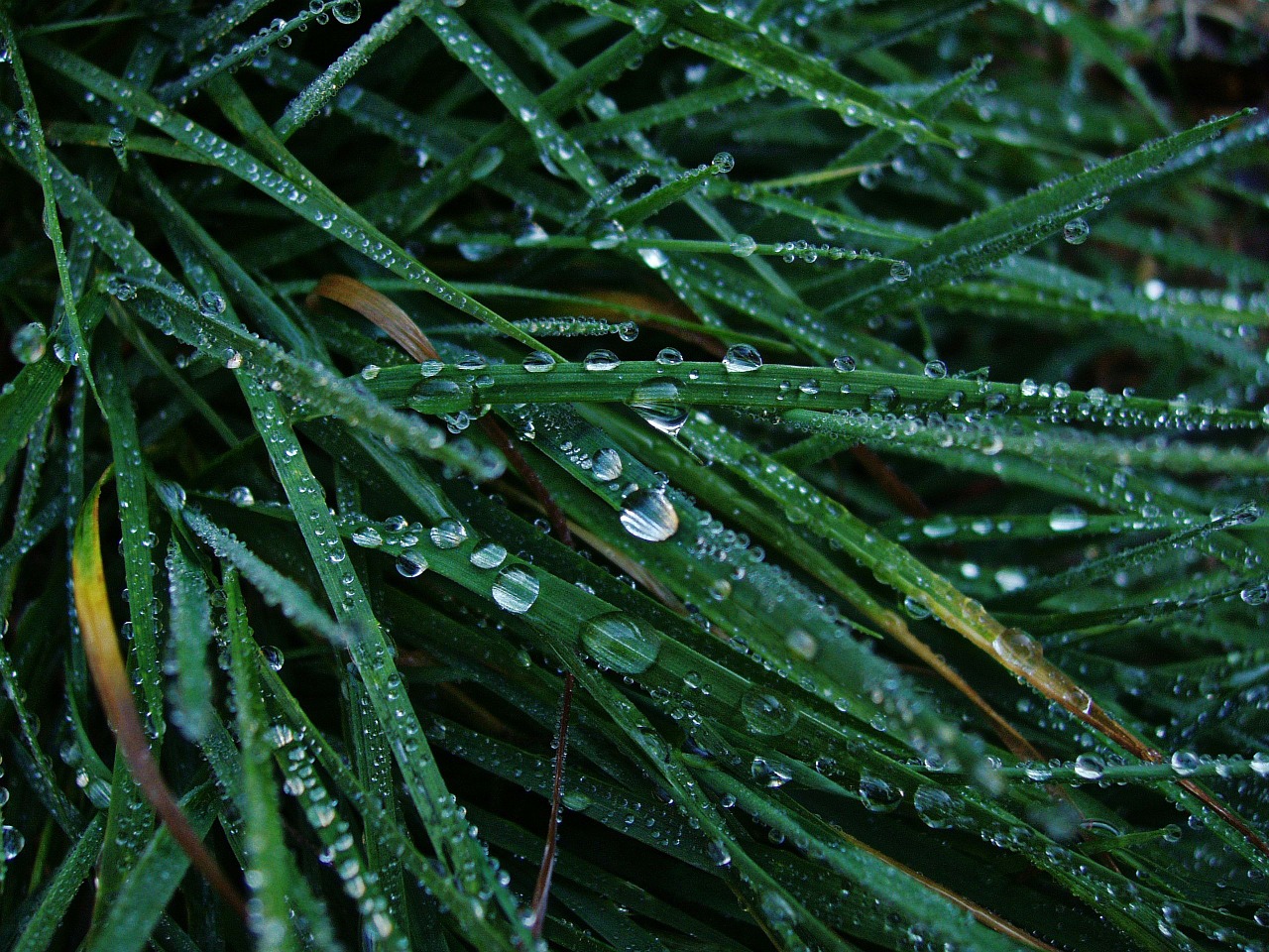 dew grass green free photo