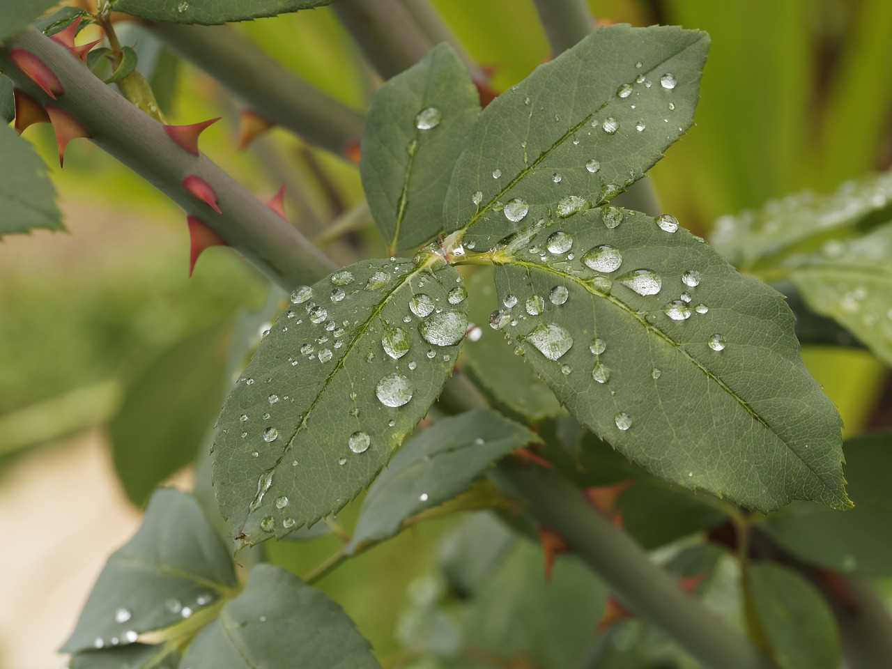 dew leaves green leaves free photo