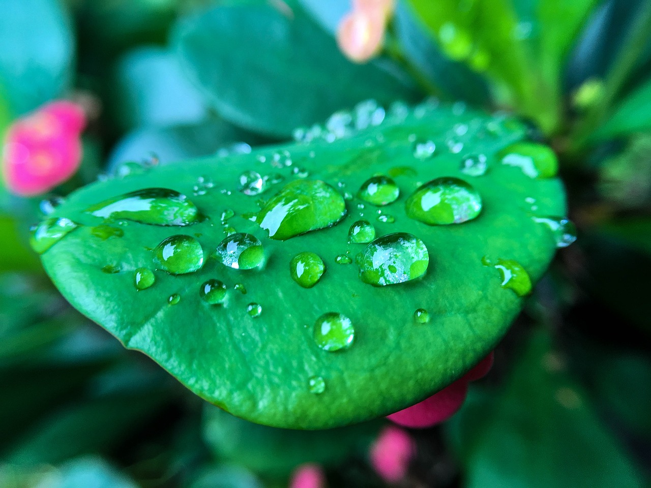 dew leaf drop free photo