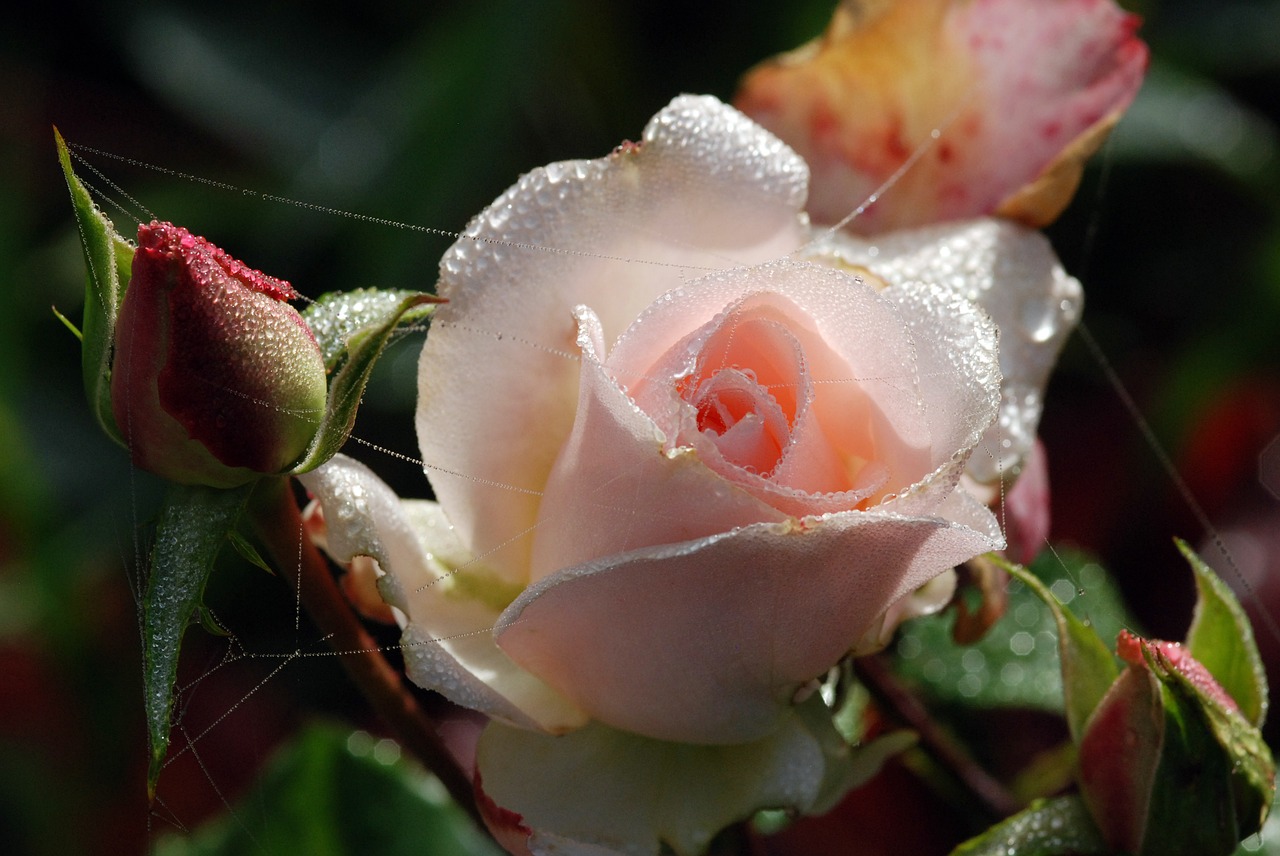 dew pink flower free photo