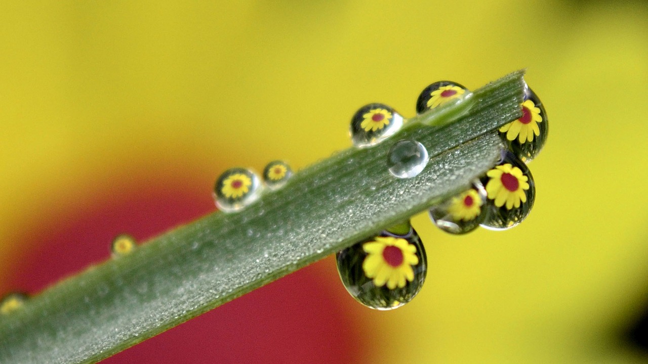 dew morning sunflower free photo