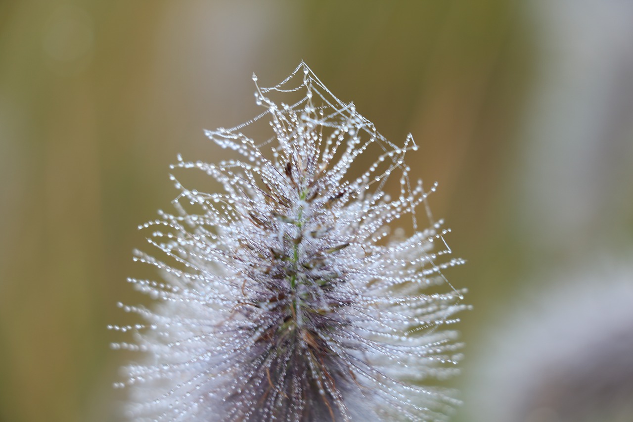 dew morning nature free photo