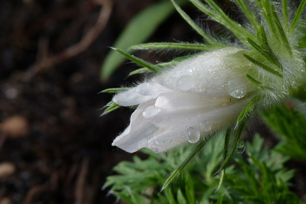 dew dewdrop flower free photo
