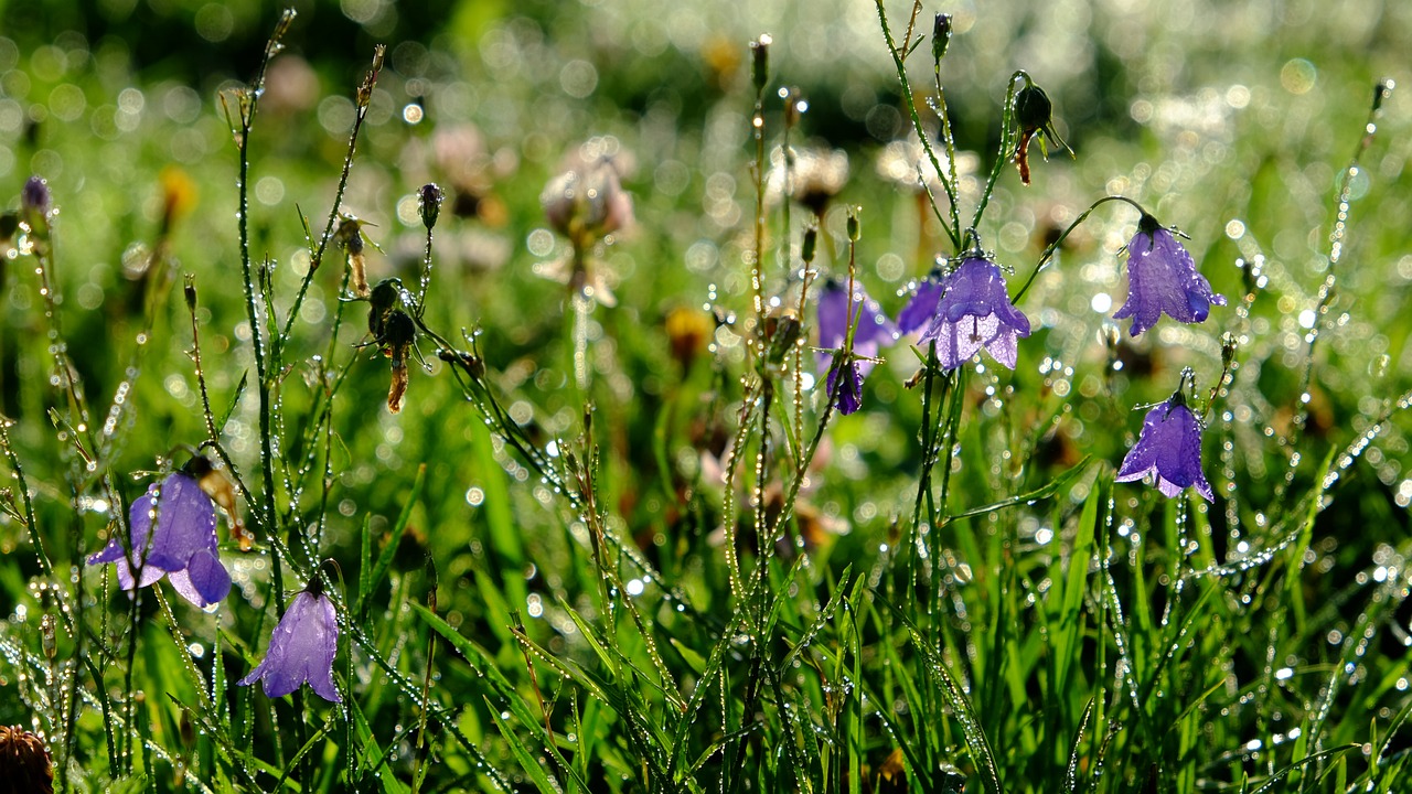 dew flowers dewdrop free photo