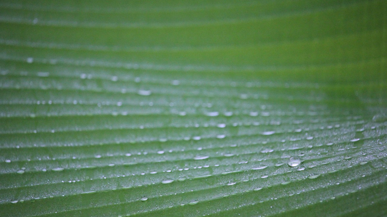 dew autumn leaves dew drops free photo