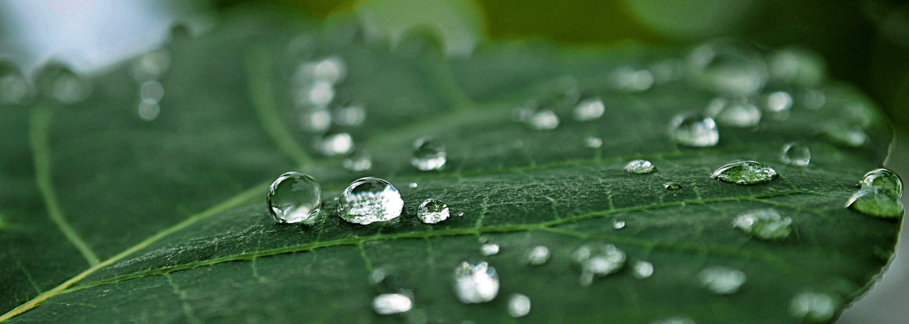 dew pearl rain free photo