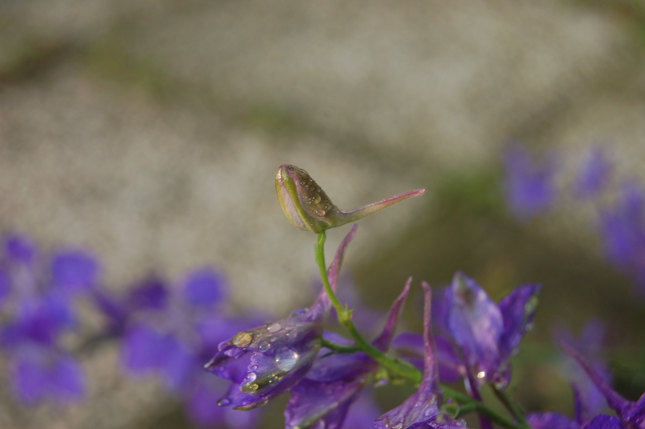 dew  bud  drops free photo