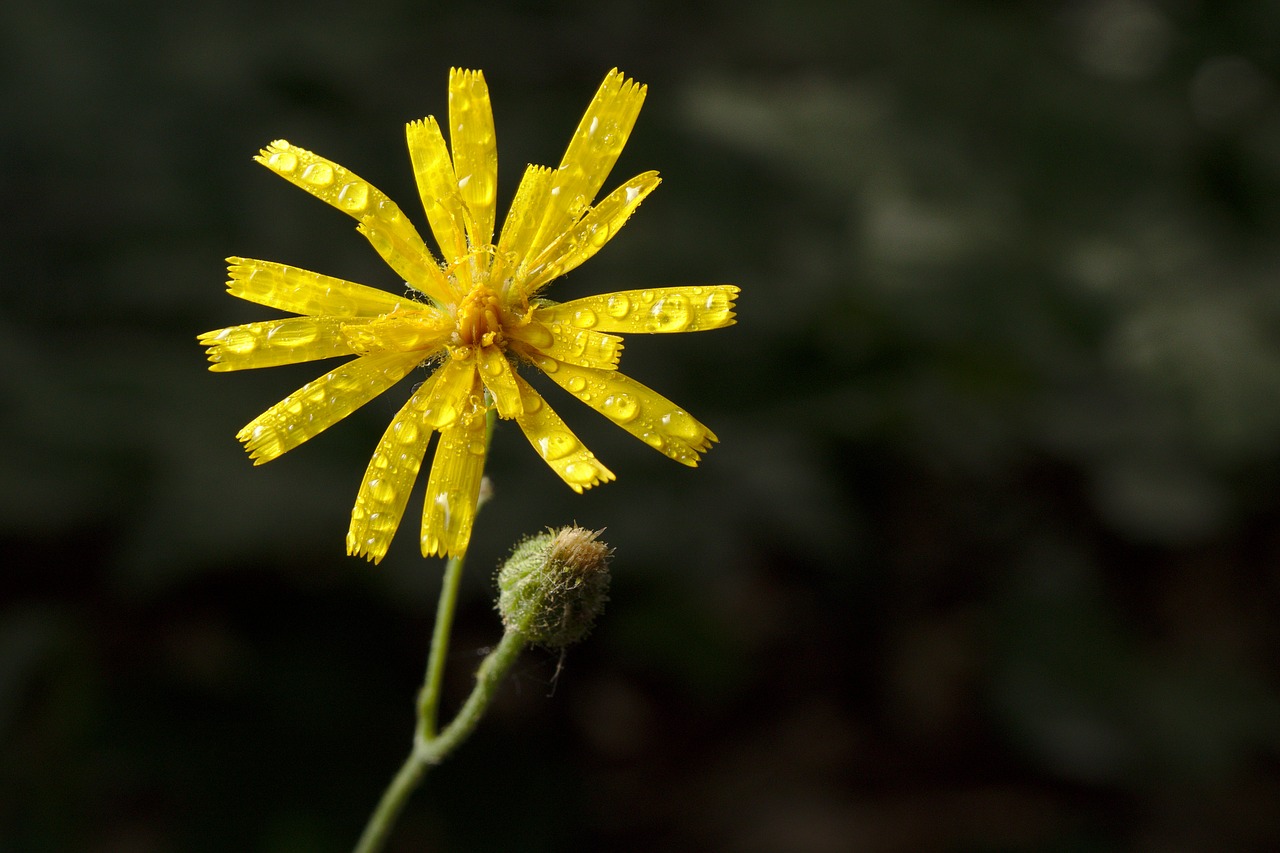 dew  blossom  bloom free photo