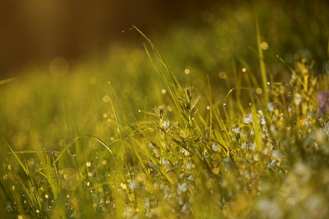 dew  grass  morning free photo