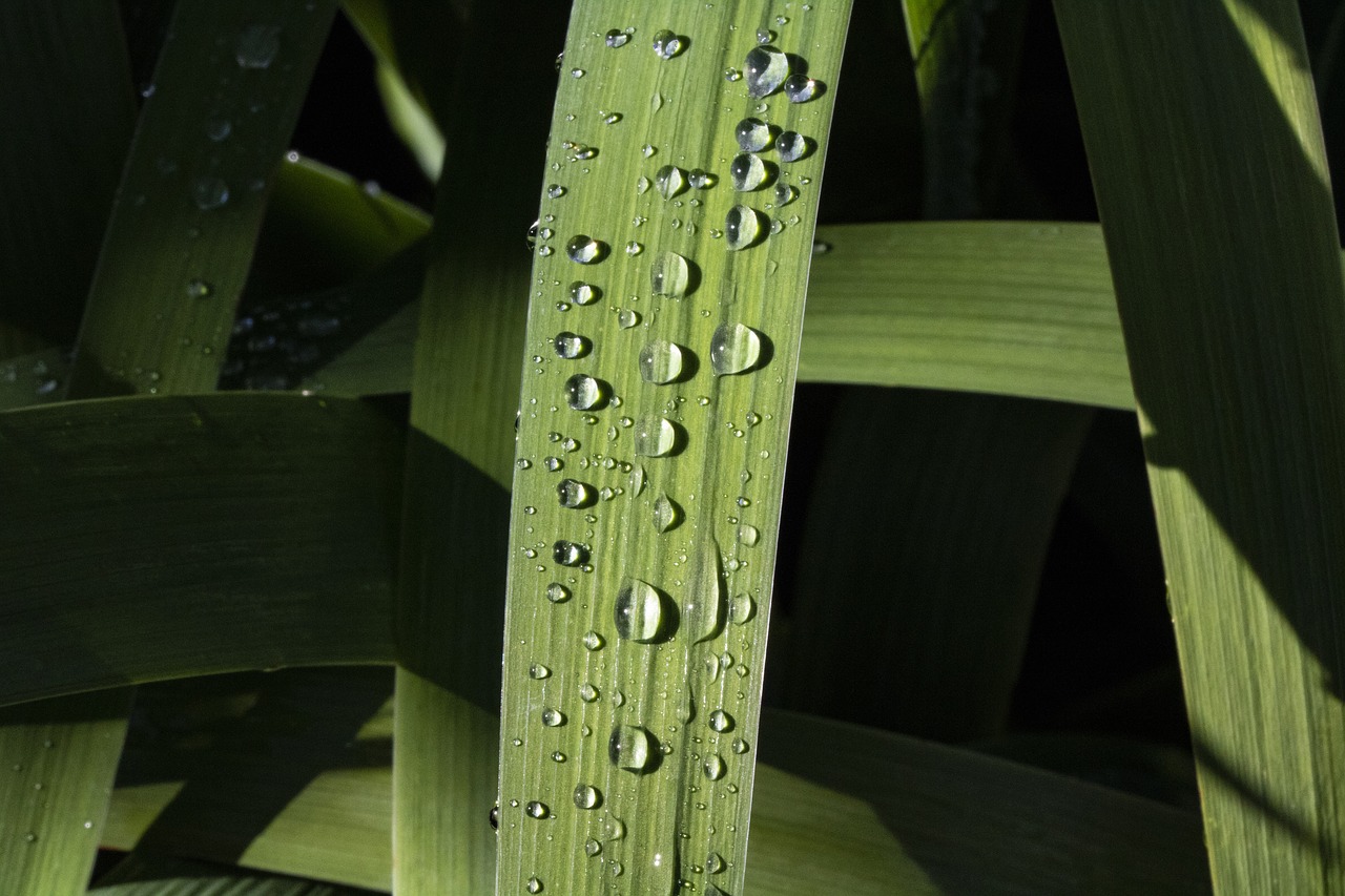 dew  trickle  reed free photo