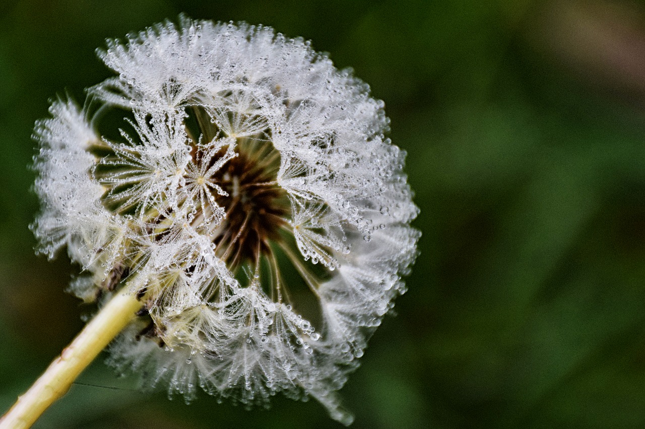 dew  lace  plant free photo