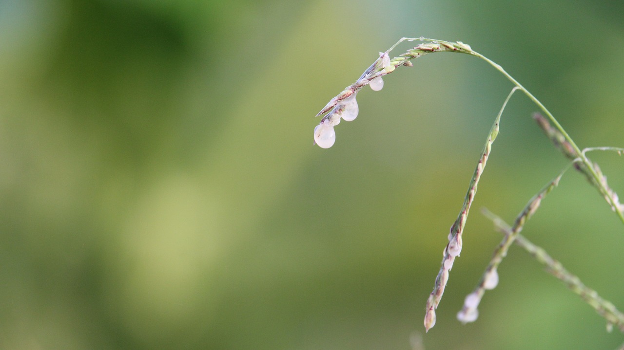 dew  drops of water  nature free photo
