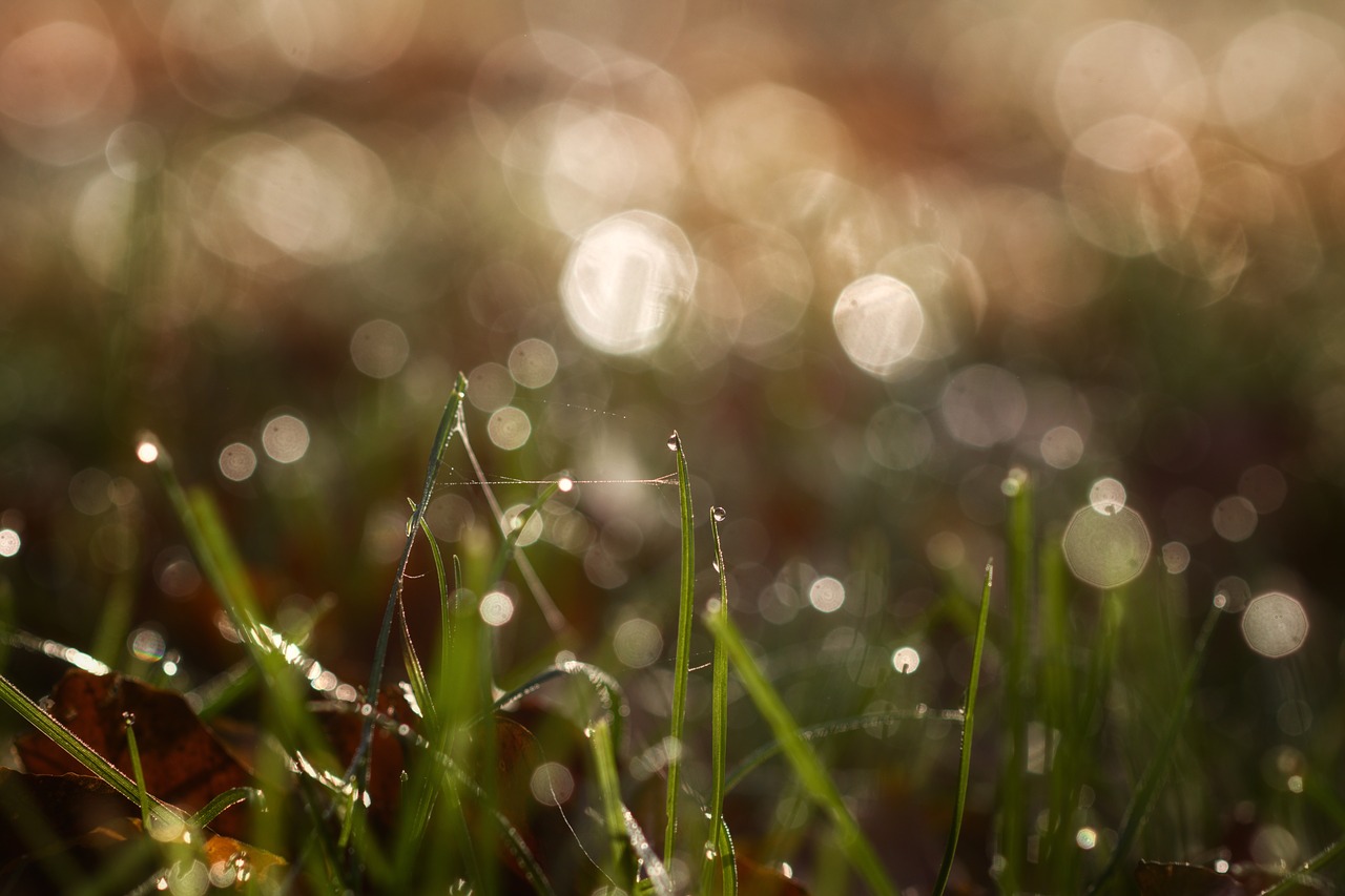 dew  rush  bokeh free photo