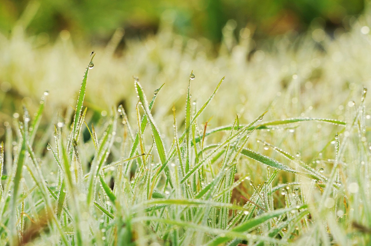 dew  trickle  morning free photo