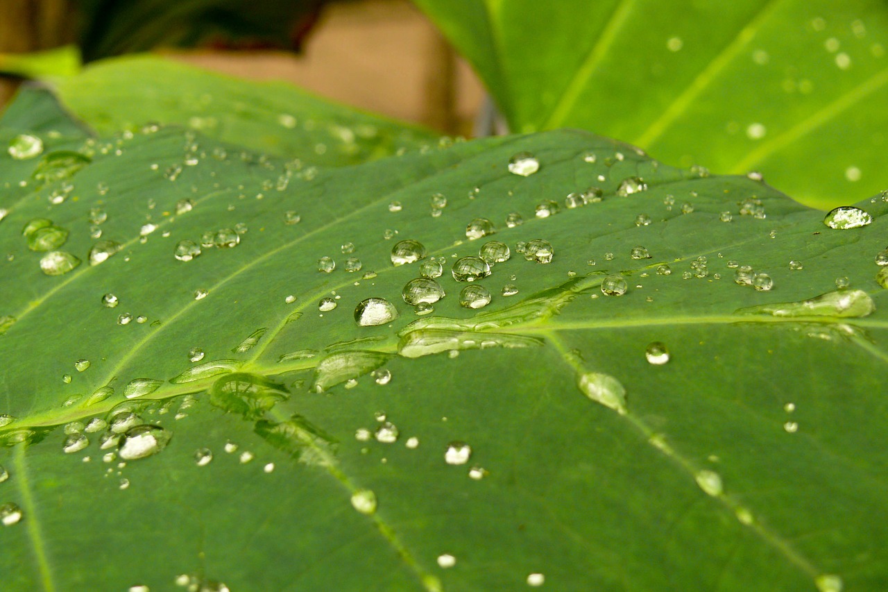 dew  wet  nature free photo