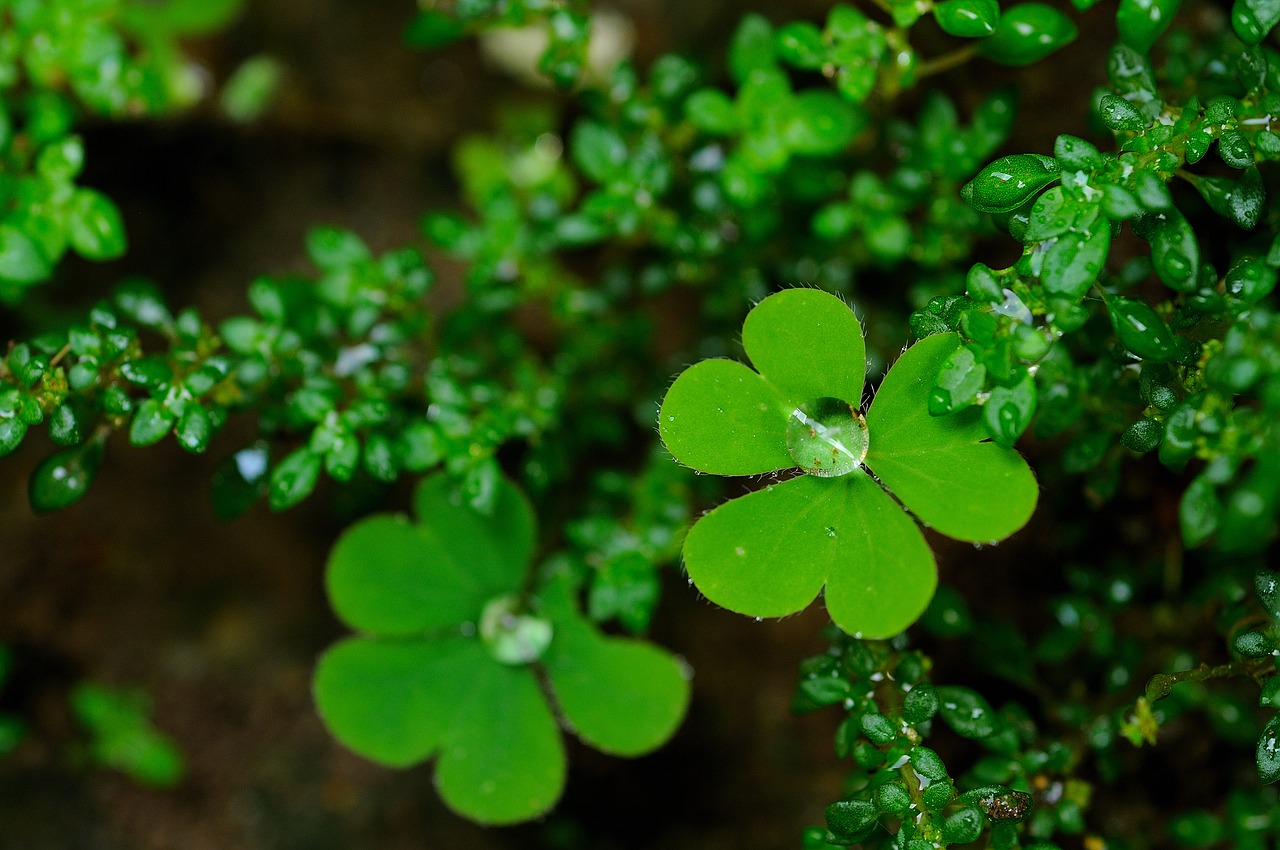 dew  green  nature free photo