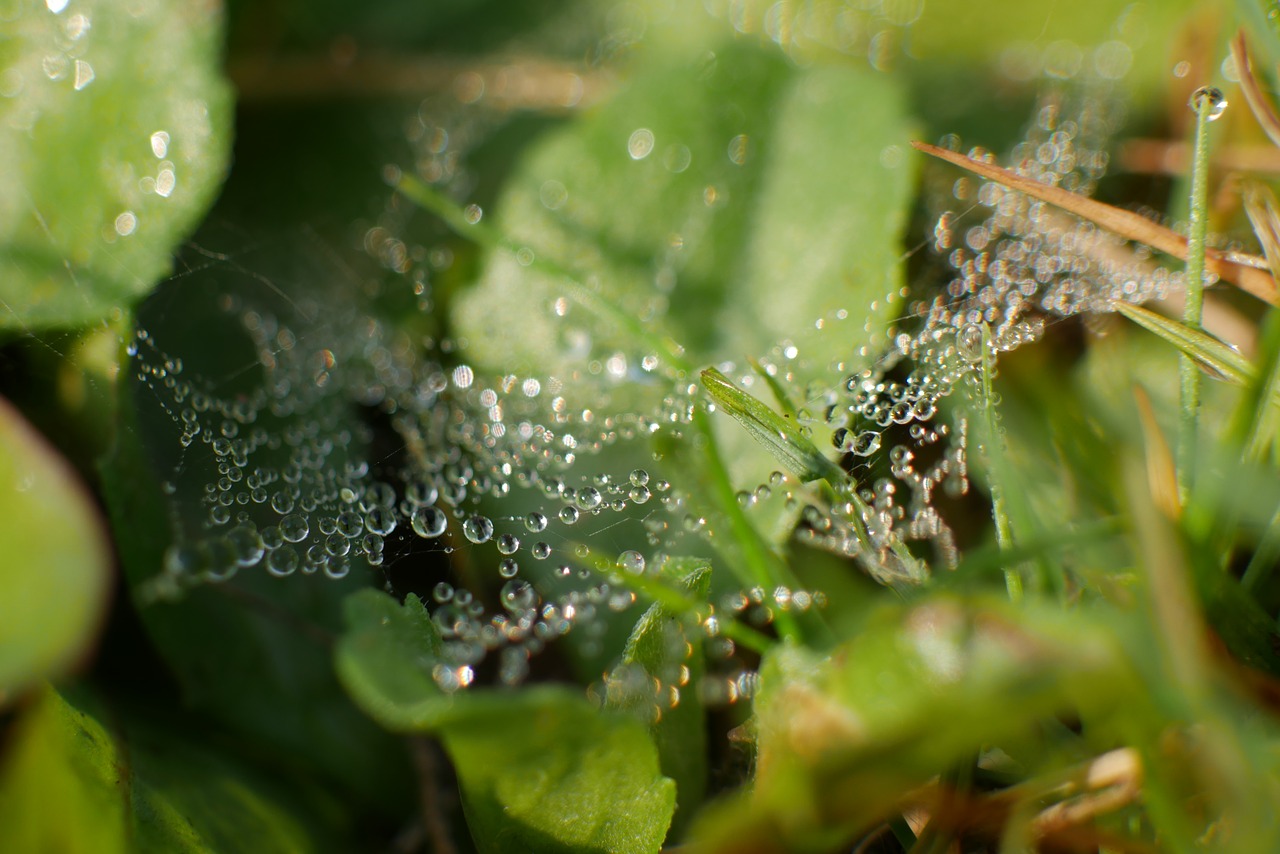 dew  grass  meadow free photo