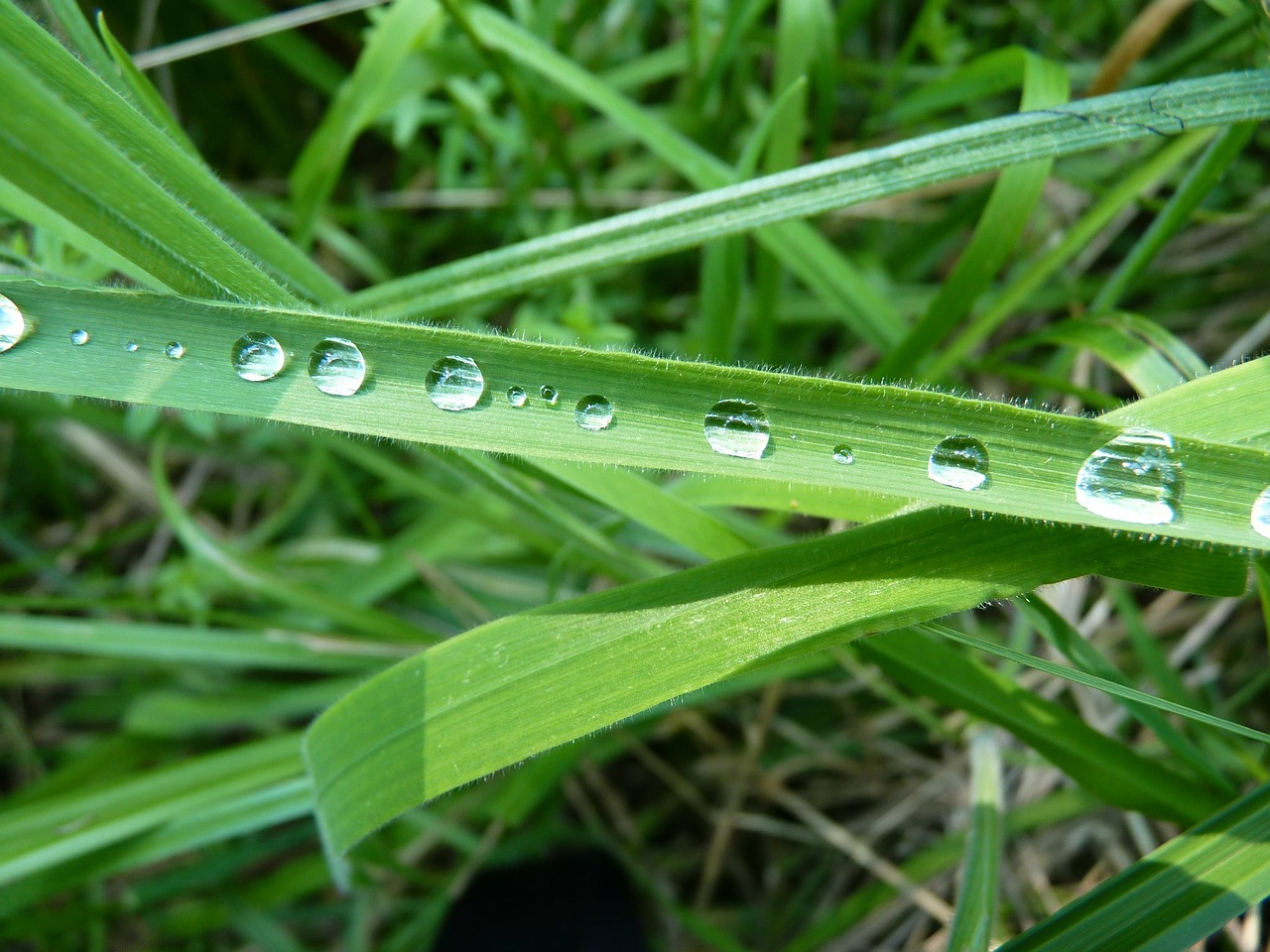 dew dewdrop grass green free photo