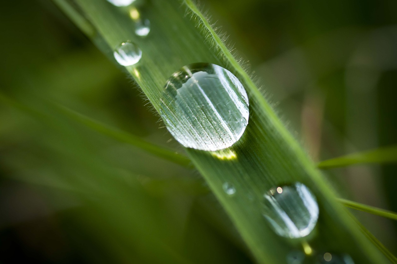 dew detail grass free photo