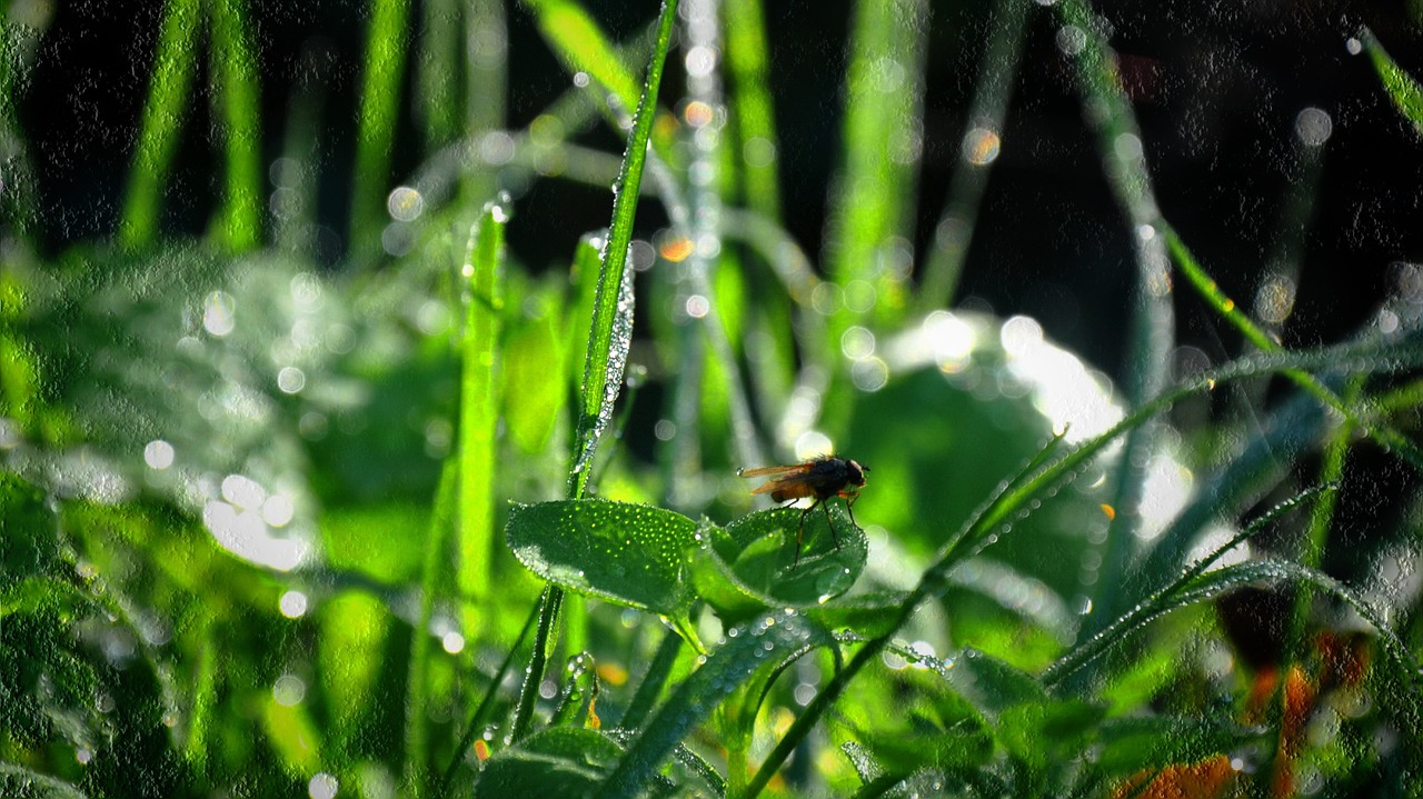 dew green insect free photo