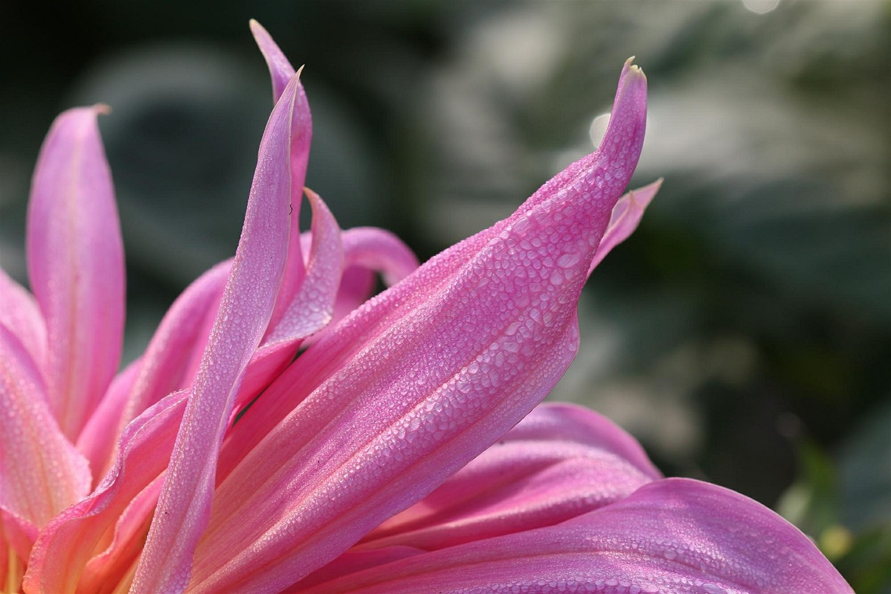 dew dahlia pink free photo