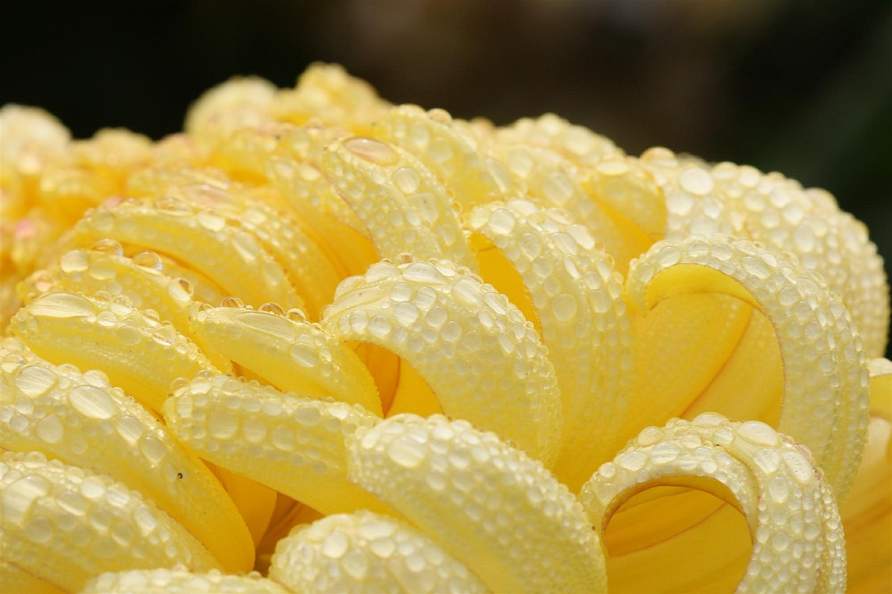 dew chrysanthemum yellow free photo