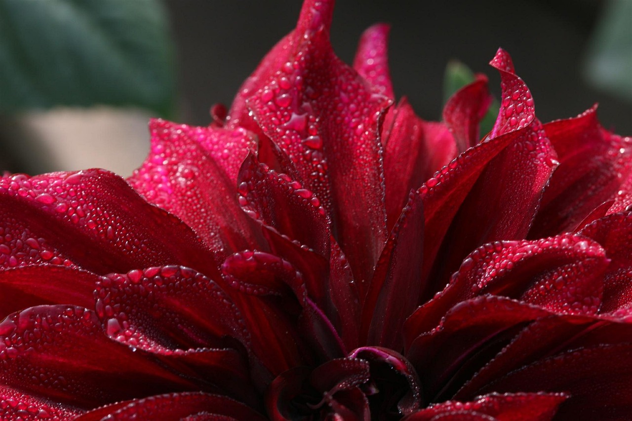 dew dahlia red free photo