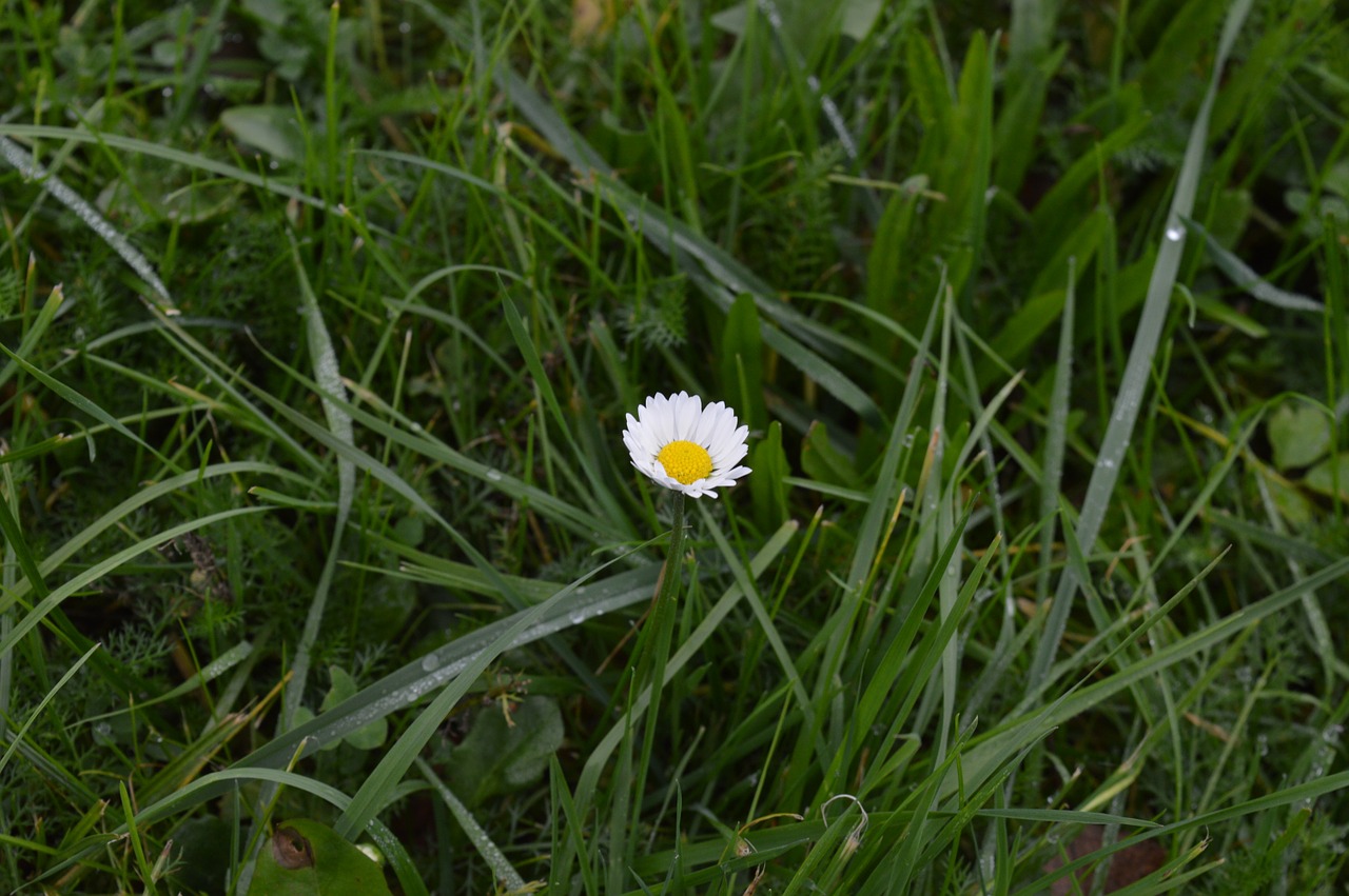 dew daisy flower free photo