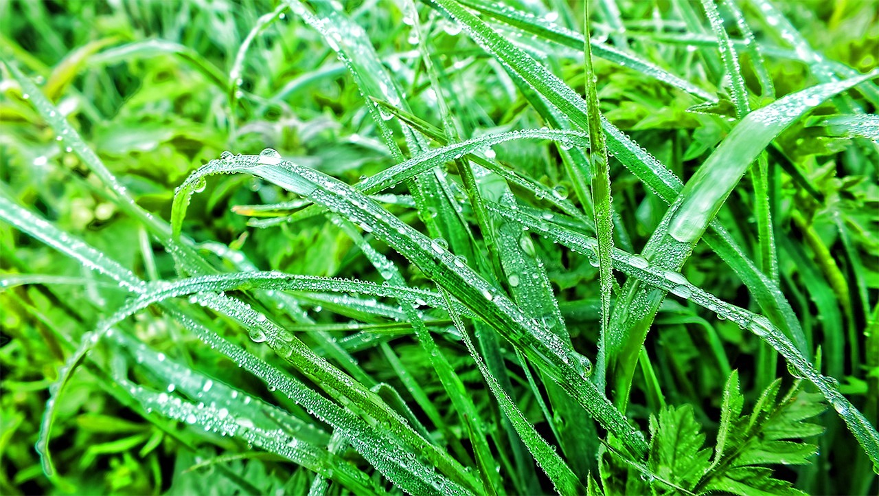 dew water plant free photo