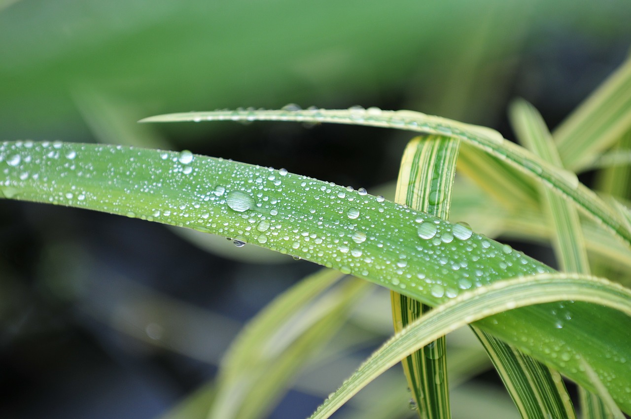 dew leaf bamboo free photo