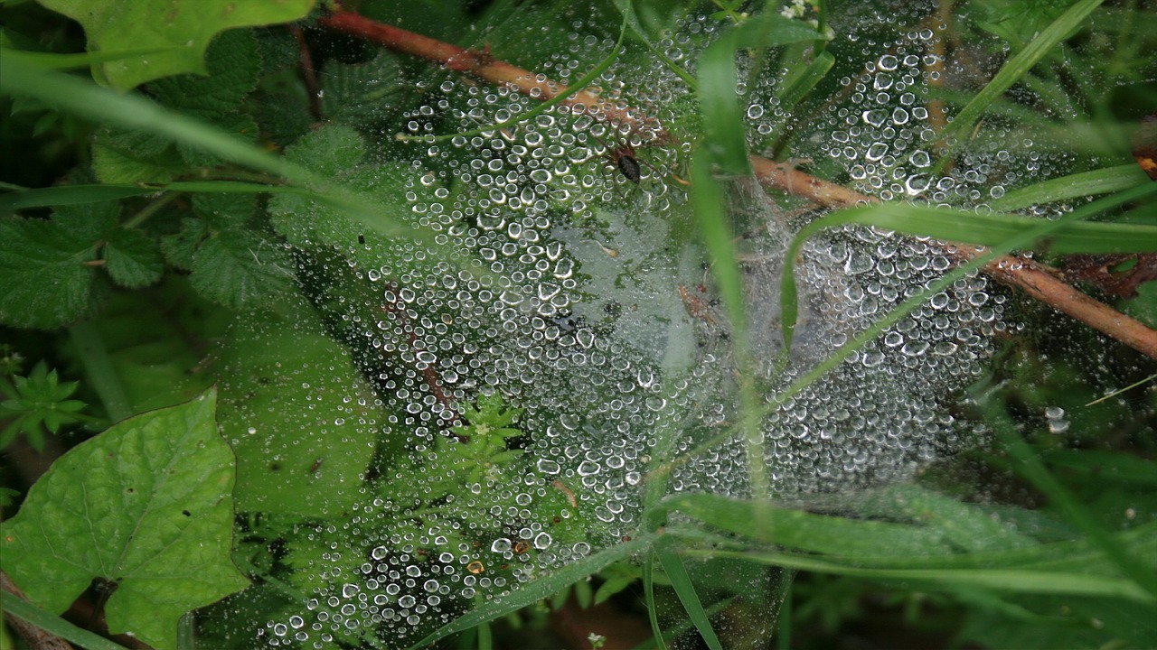 dew green nature free photo