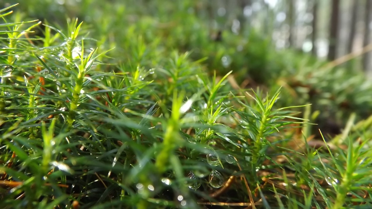 dew forest plants free photo
