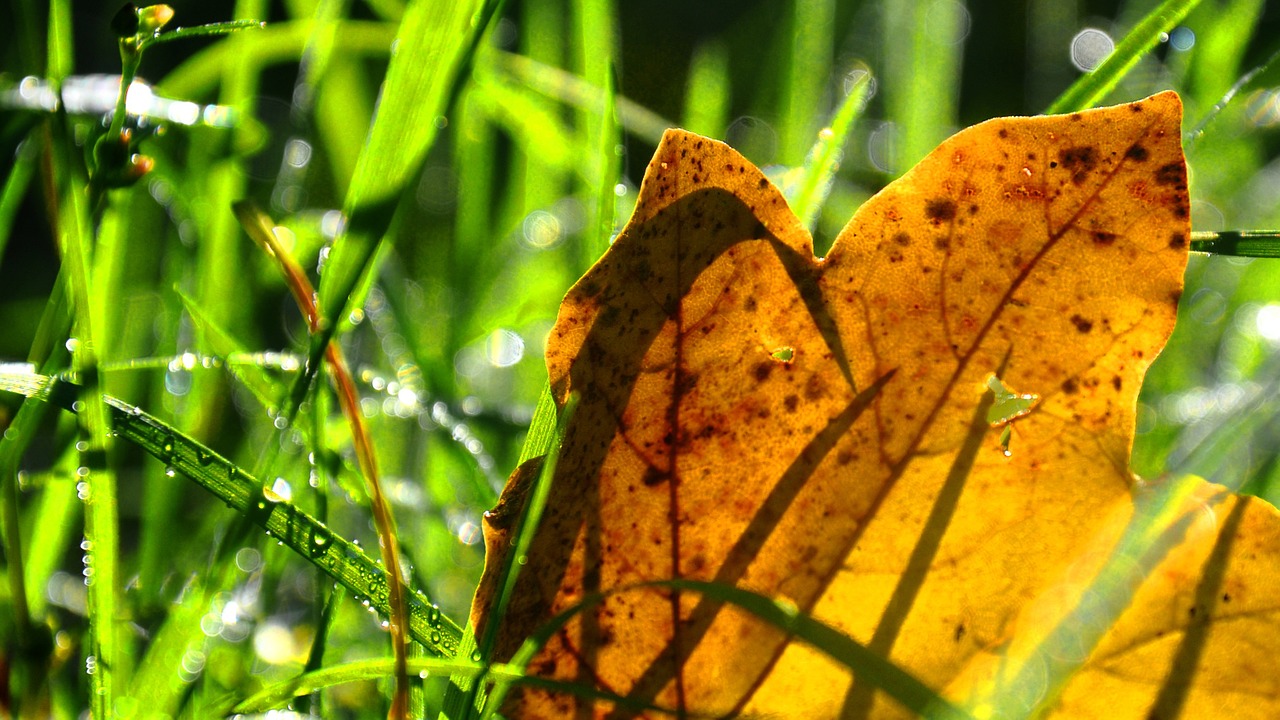 dew holidays nature free photo