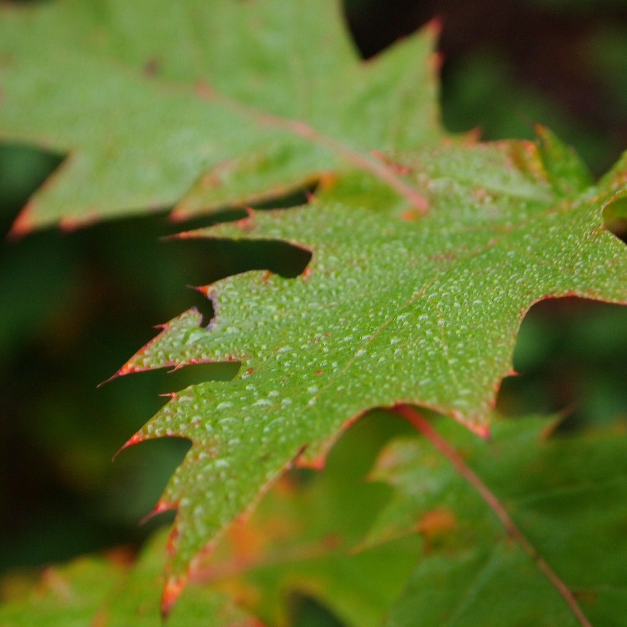 dew morning forest free photo