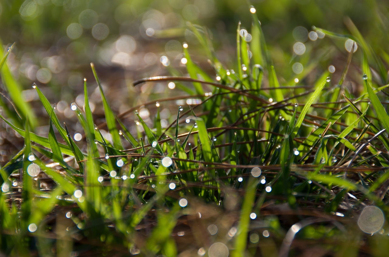 dew grass morning free photo