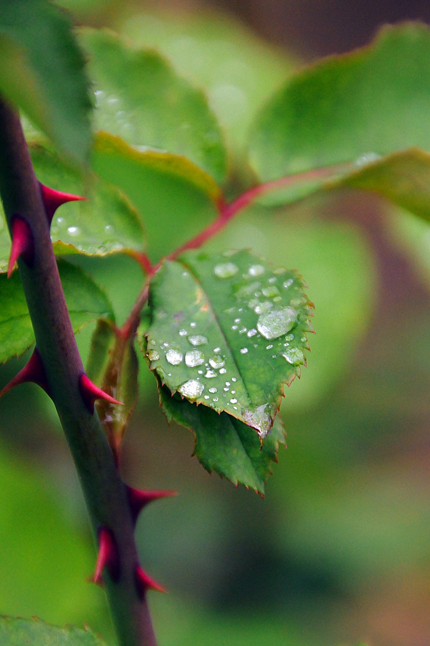 dew-drop green foliage free photo