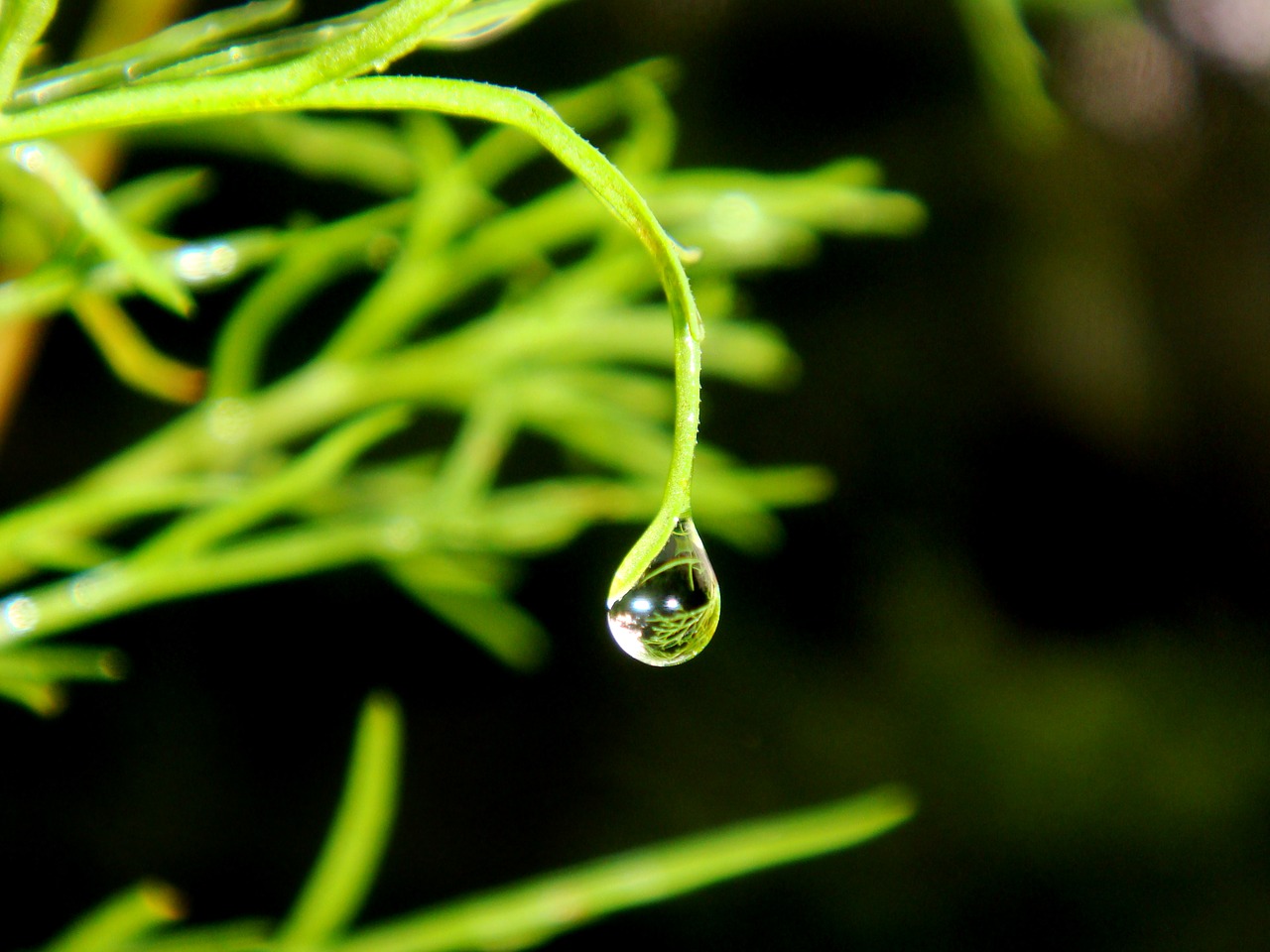 dew drops  water  drip free photo