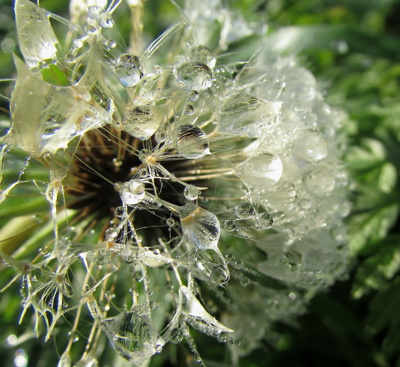 dew drops on flower dewdrop wassertrofpen free photo