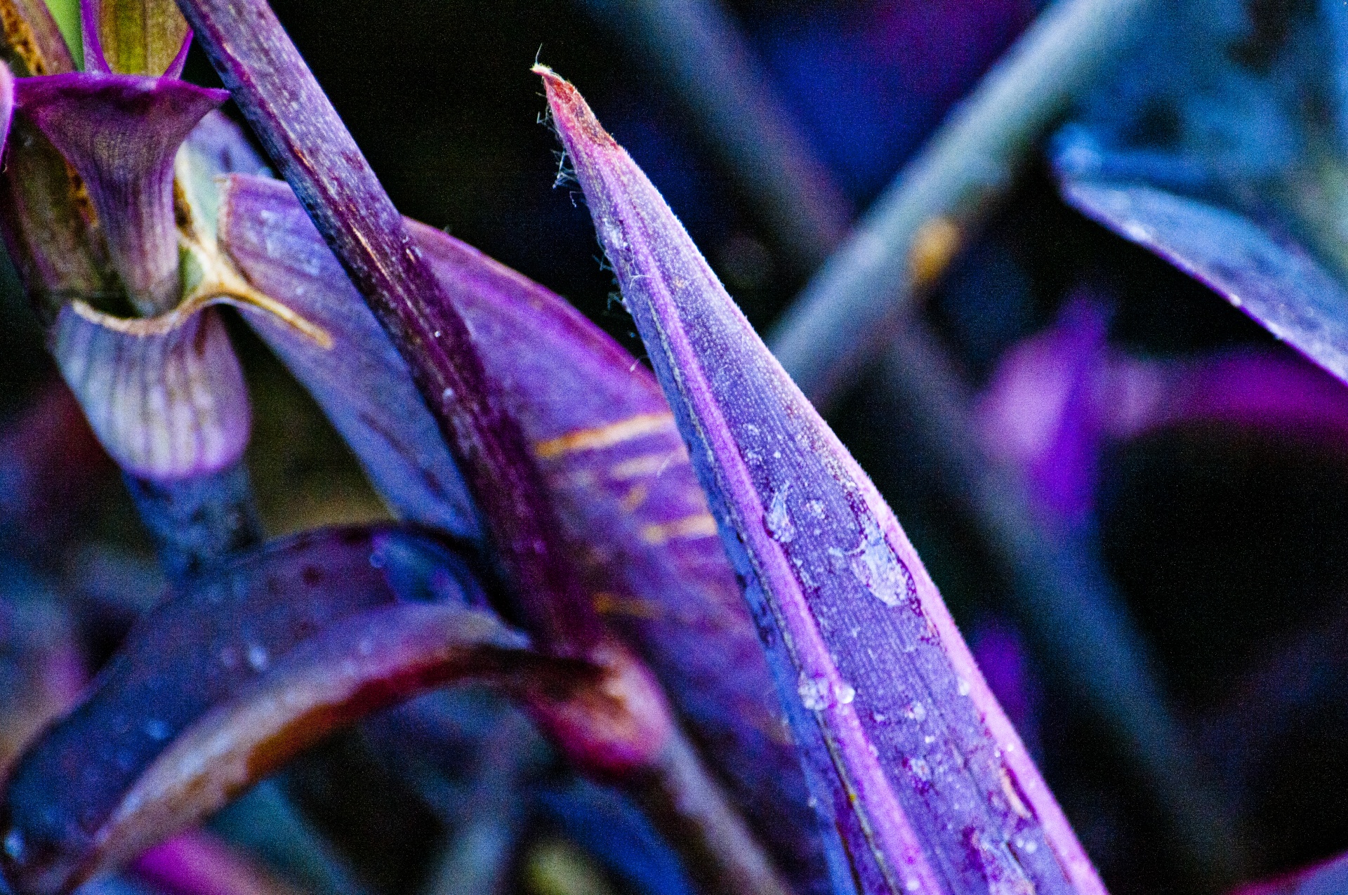 purple plant stem free photo