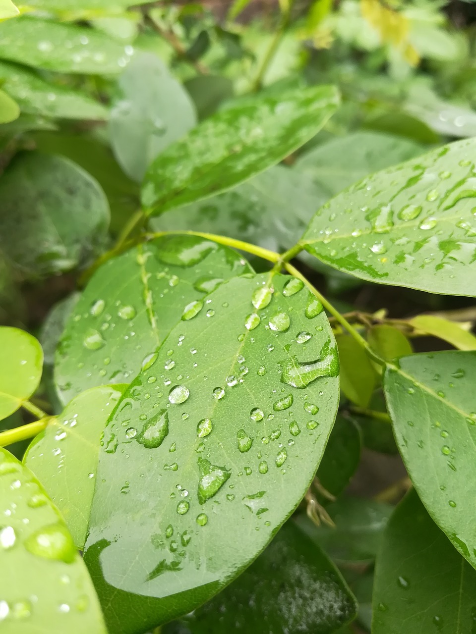 dew leafs  green leafy  leaves free photo