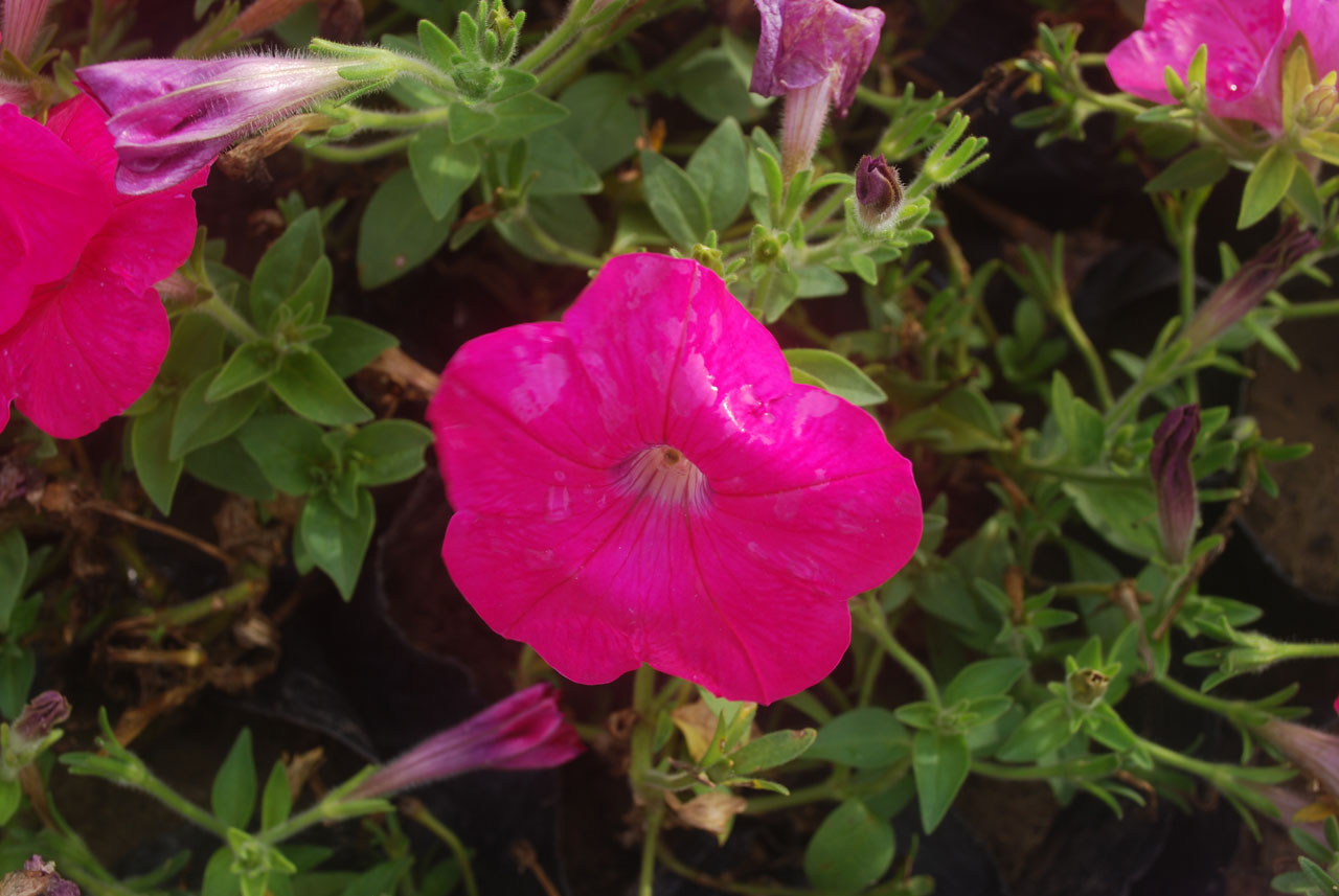 flower dew closeup free photo